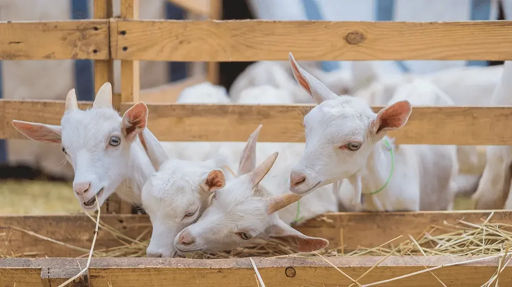 lobalfamilyaid-goat-farming-business